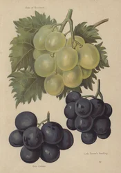 Duc de Buccleuch, Gros Colman, Lady Downes Seedling